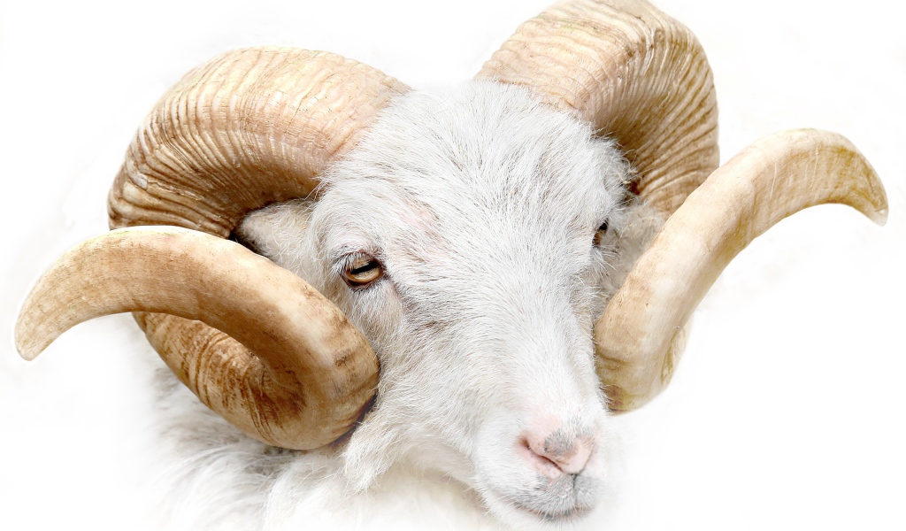 Баран с большими рогами на белом фоне