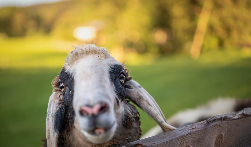 Голова овцы в загоне 