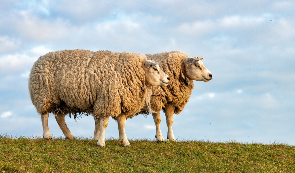 Две большие лохматые овцы на поле 
