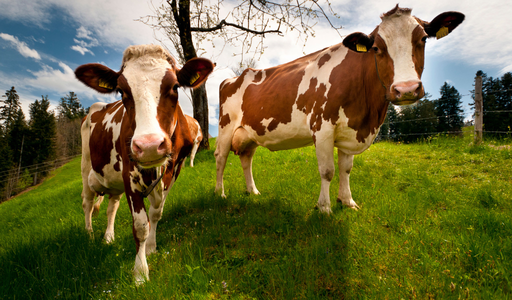 Две домашние коровы на зеленом поле 