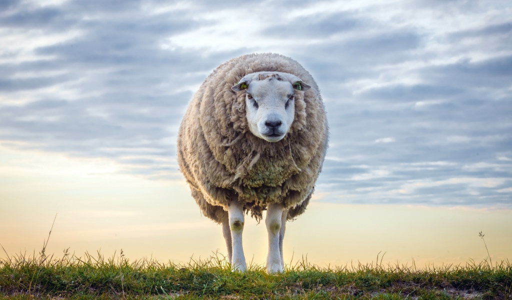 Нестриженая овца на поле на фоне неба 