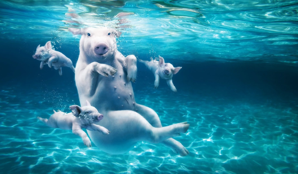 Big pig with piglets in the water