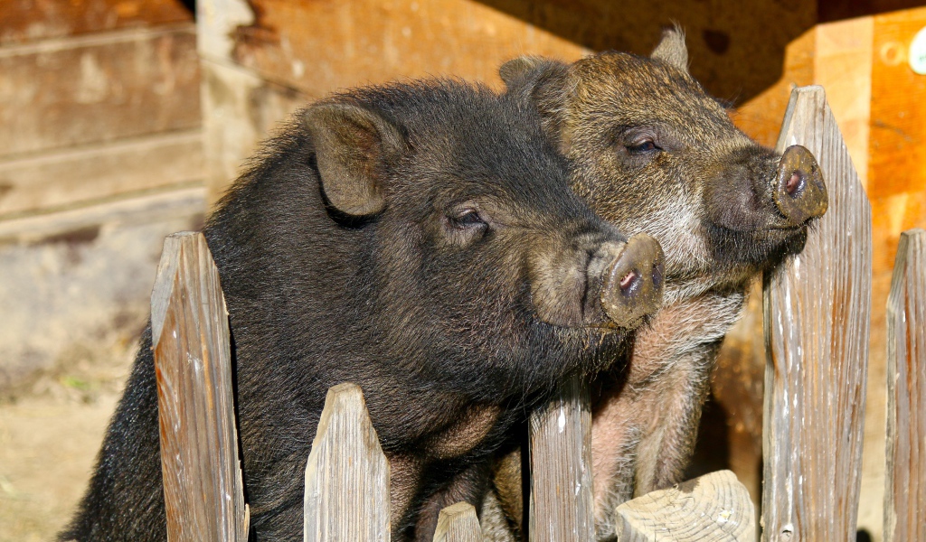 Два домашних поросенка в загородке
