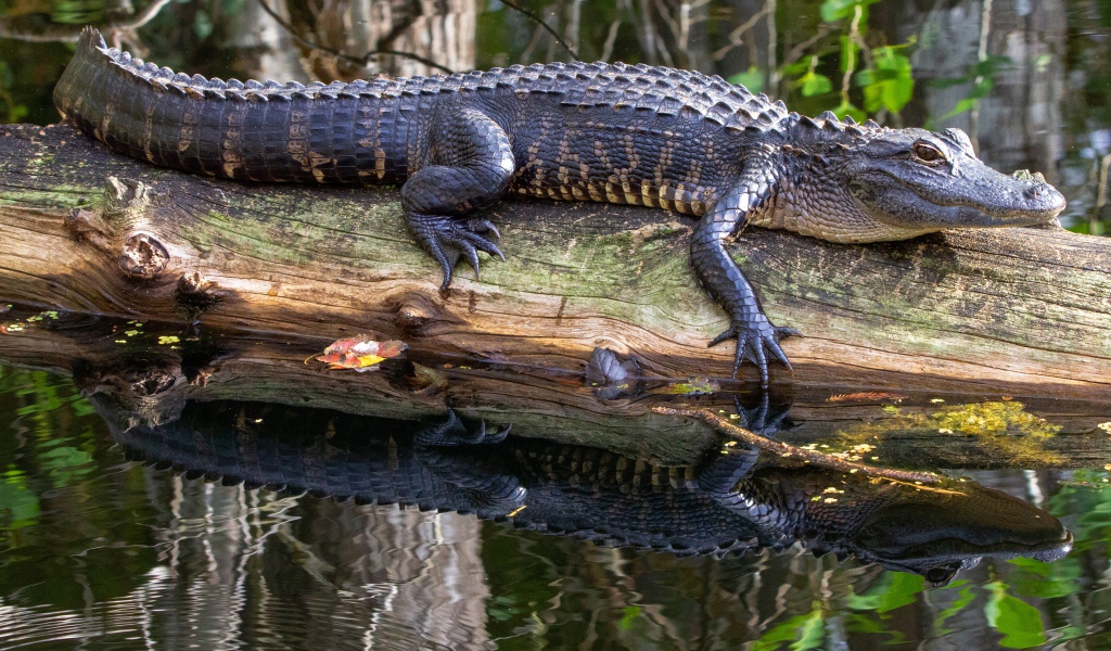 Большой аллигатор лежит на сухом дереве в воде