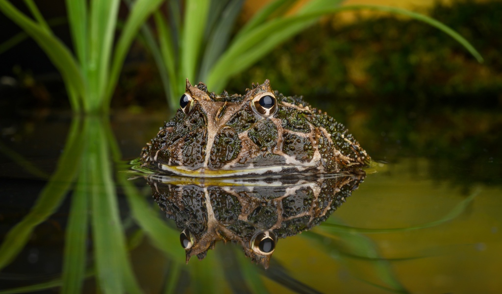 Большая зеленая жаба выглядывает из воды