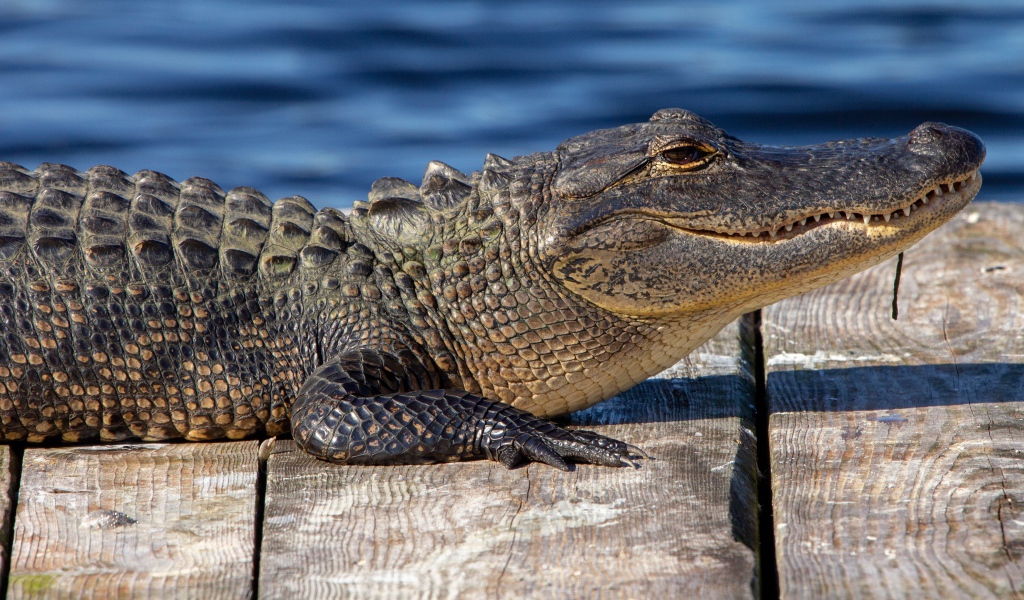 Аллигатор лежит на мосту у воды 