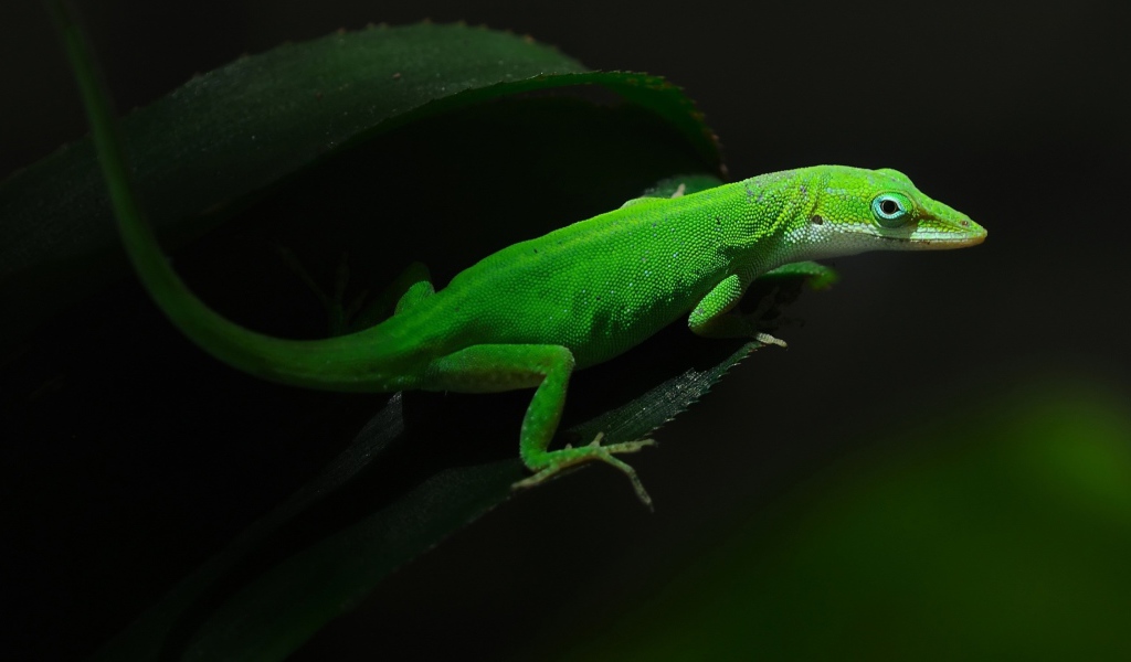 Beautiful green lizard on a leaf