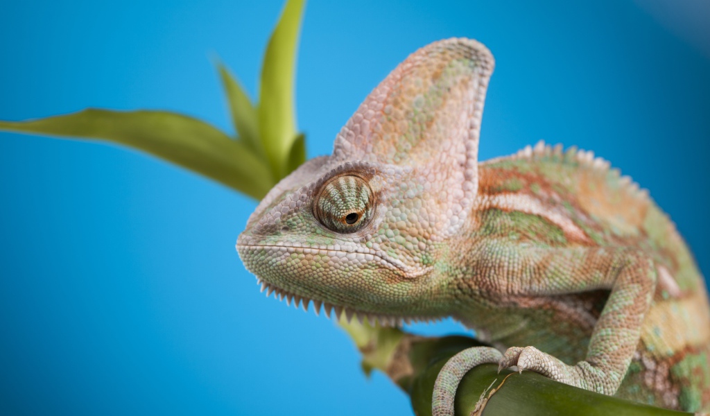 Big chameleon sits on a green branch on a blue background