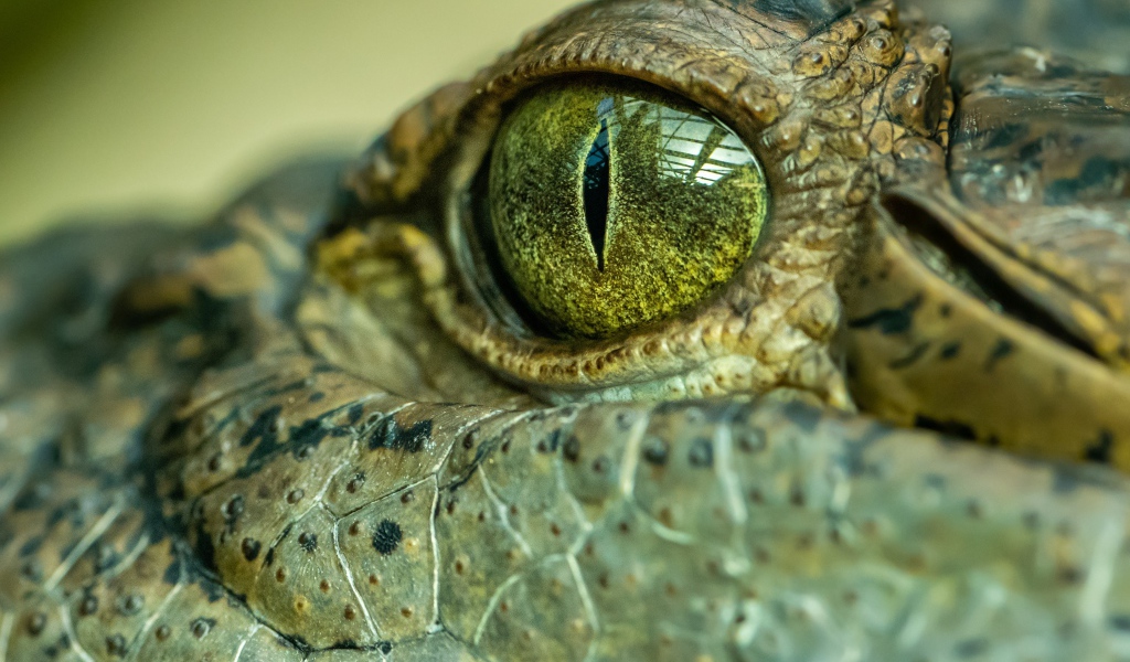 Глаз большого крокодила 