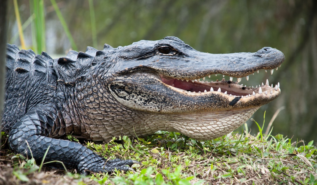Большой крокодил на зеленой траве 