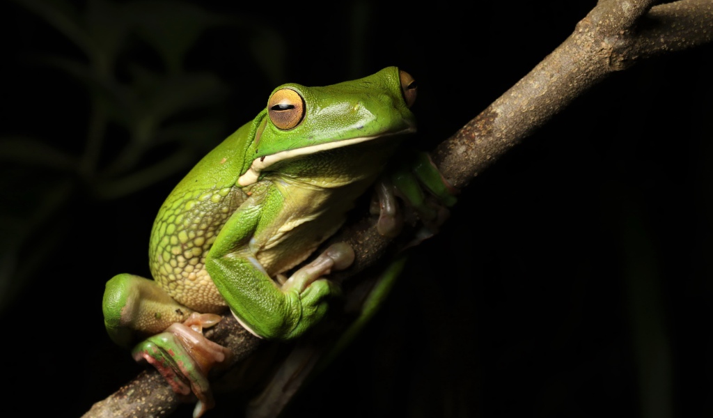 Big green frog sitting on a branch