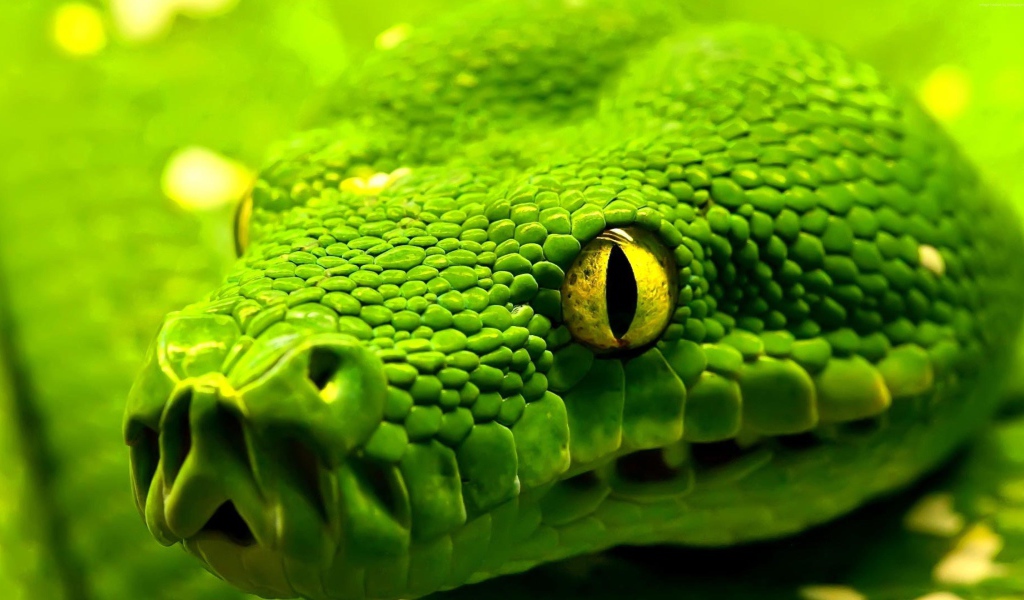 Большая зеленая змея с желтыми глазами крупным планом