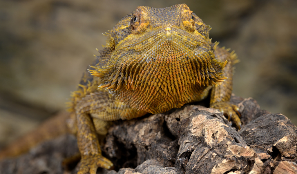 Большая игуана сидит на сухой коряге