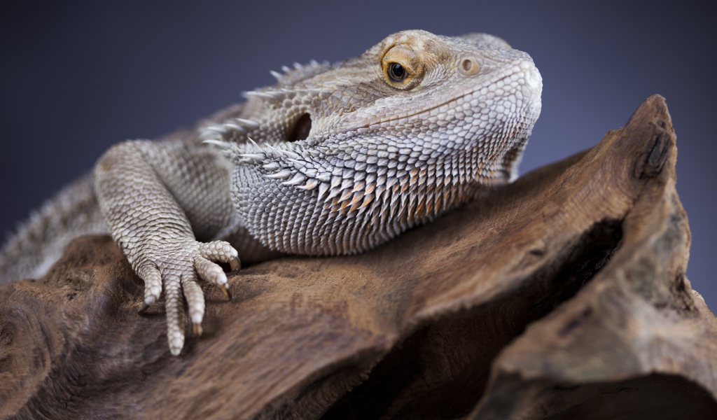 Большая игуана сидит на сухом дереве 