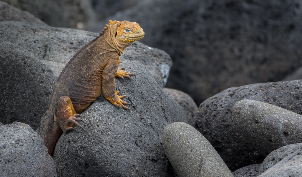 Большая игуана сидит на серых камнях 