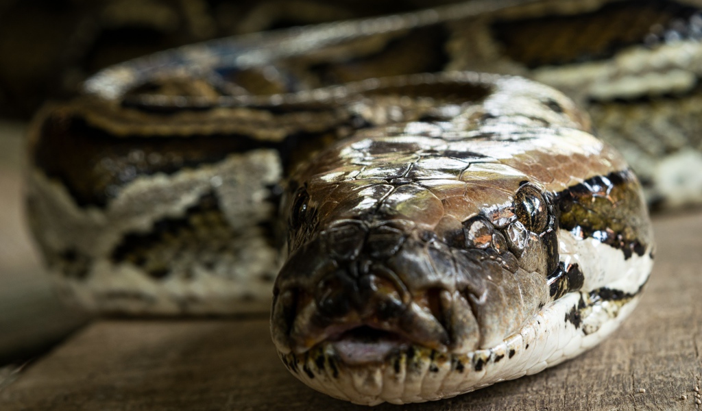 Big python close up
