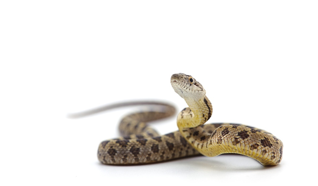 Большая змея на белом фоне
