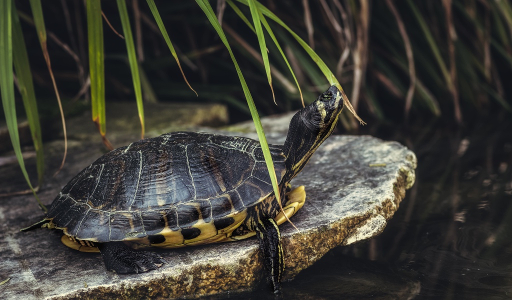 Большая черепаха на камне у воды