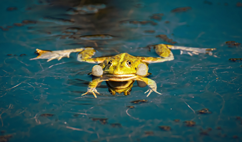 Зеленая лягушка в водоеме