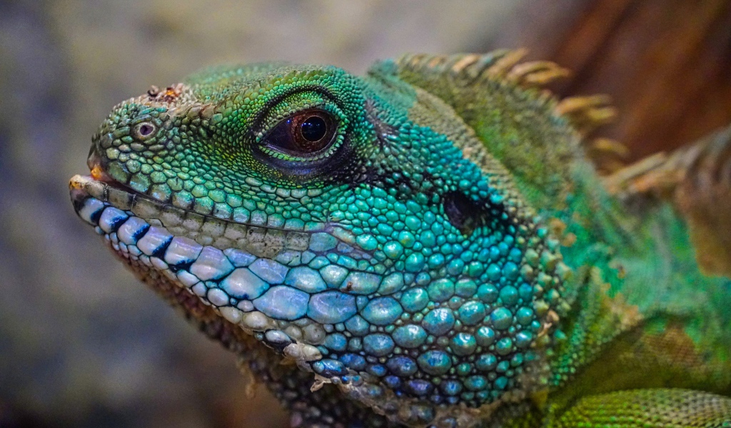 Green large iguana head close up