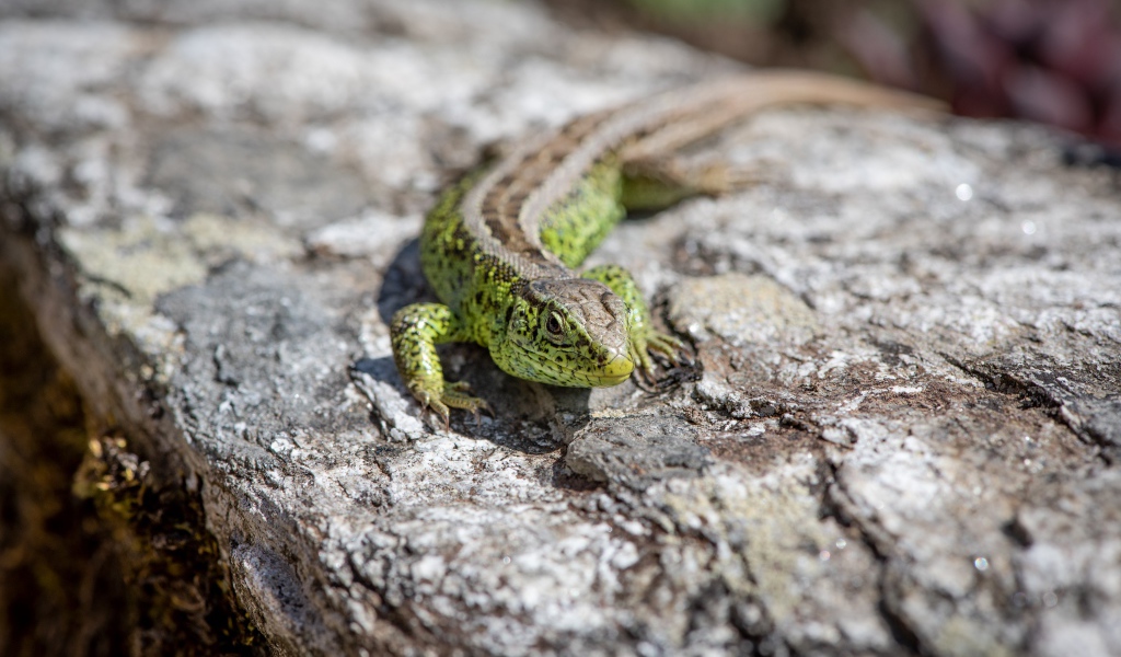 Green lizard sits on a stone