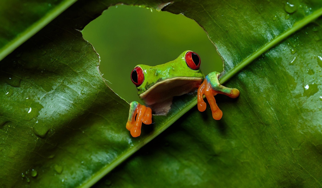 Green red eyed tree frog sitting on a green leaf