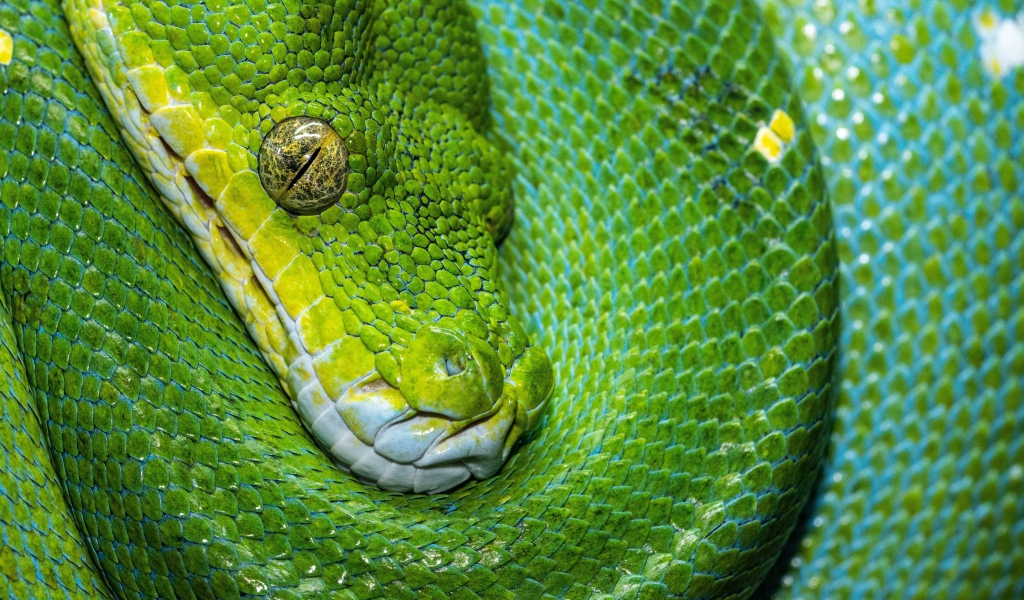 Зеленая змея крупным планом