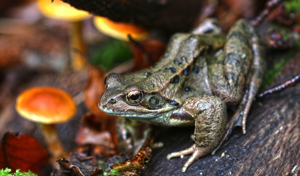Green toad on a tree in the forest