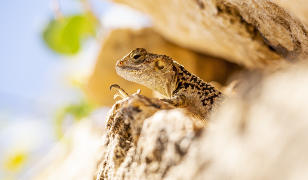 Маленькая ящерица прячется в камнях 