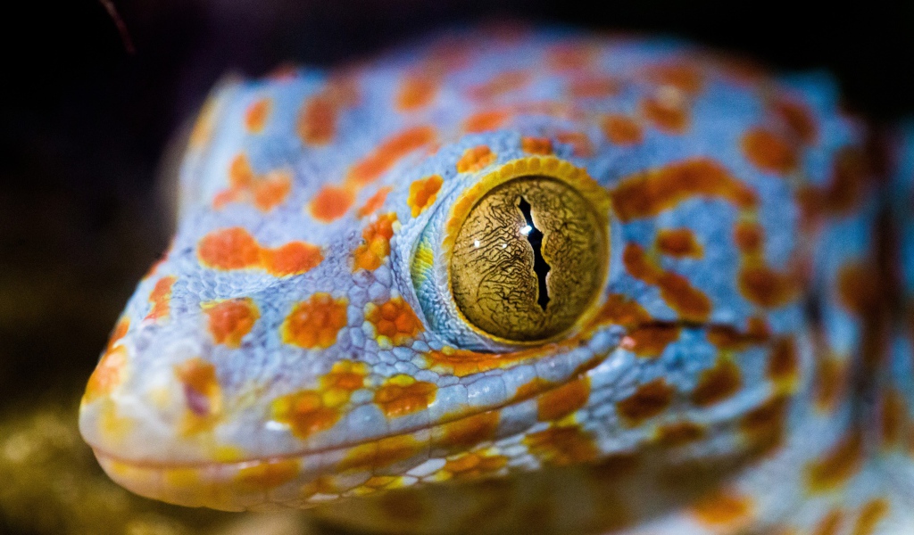 Голова ящерицы с желтыми глазами крупным планом 