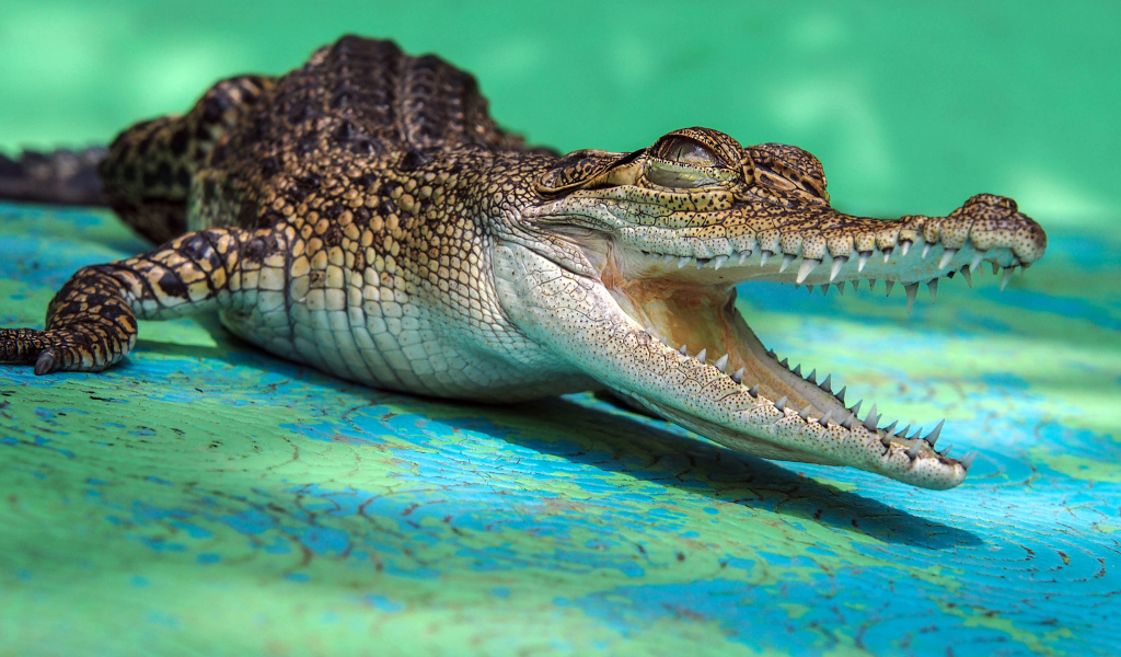 Open-jawed alligator with sharp teeth