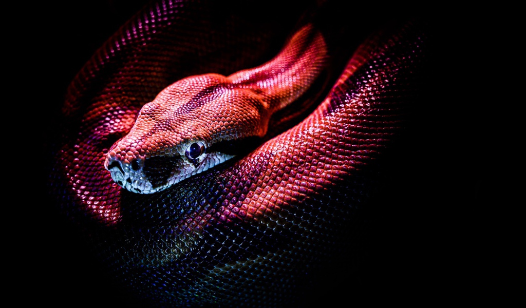 Красная змея на черном фоне