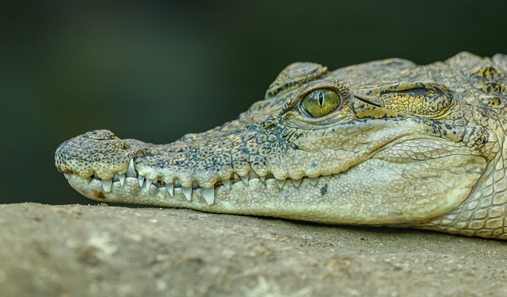The head of a large alligator with sharp teeth