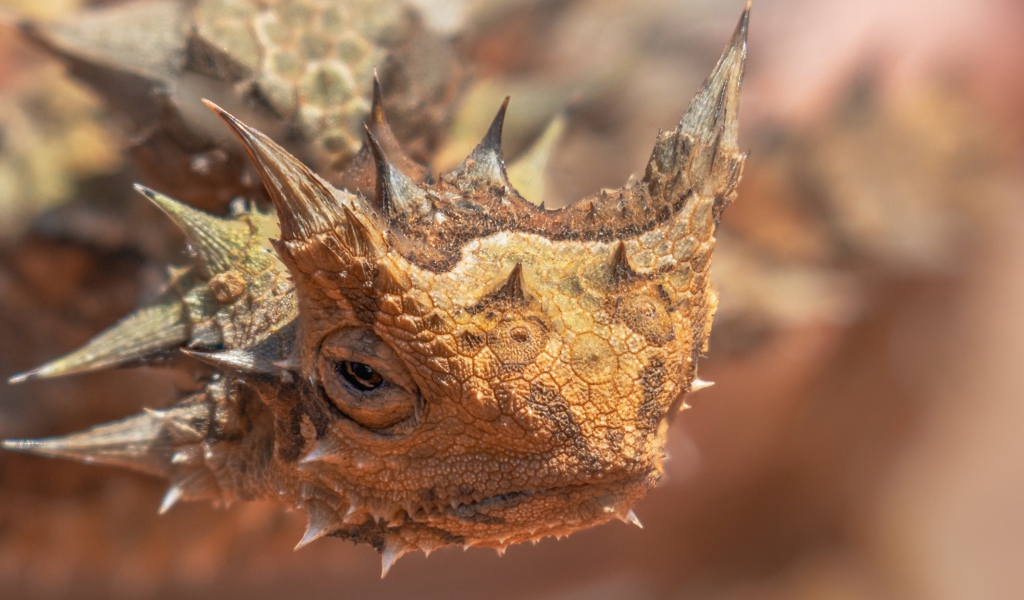 Жабовидная ящерица крупным планом 