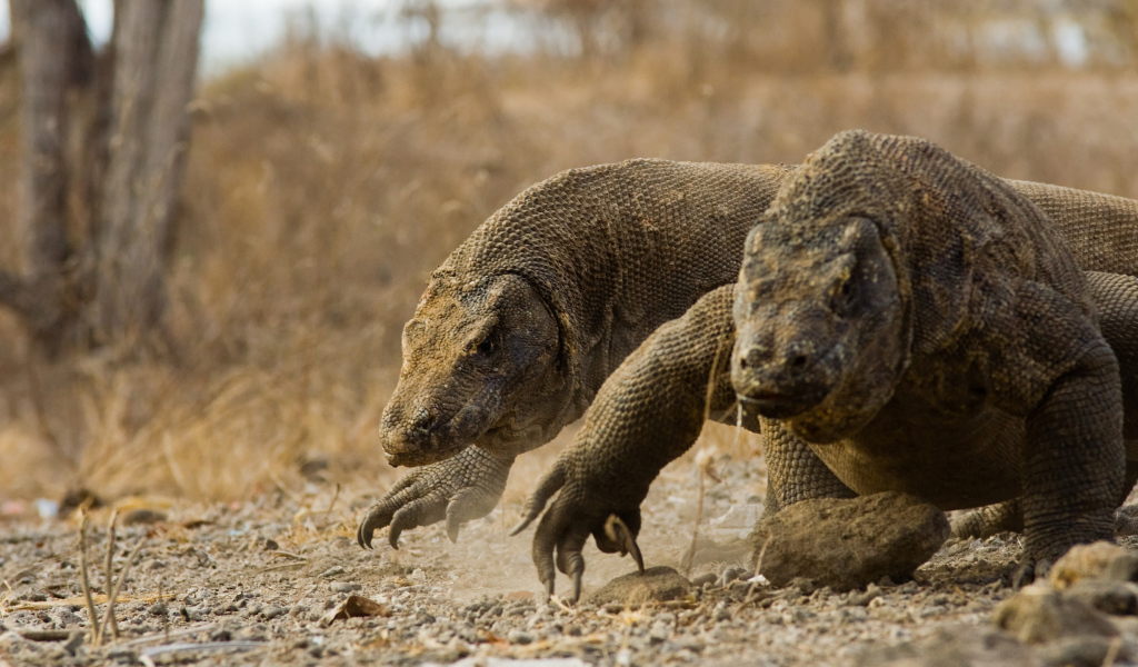 Два больших дракона комодо идут по земле 