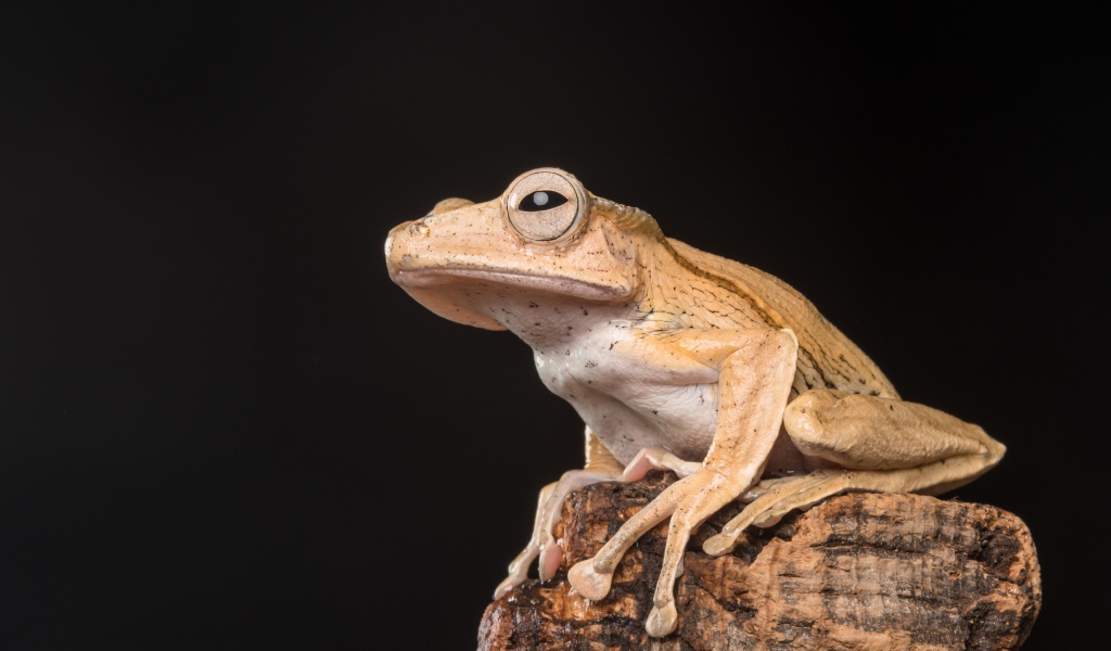 Желтая лягушка сидит на камне на черном фоне