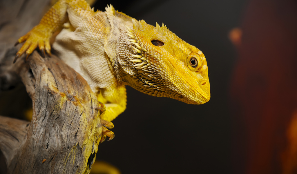 Yellow iguana sits on a dry tree