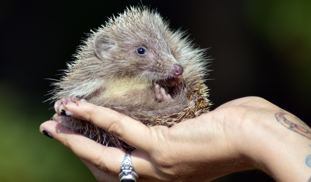 Маленький колючий еж лежит на руке