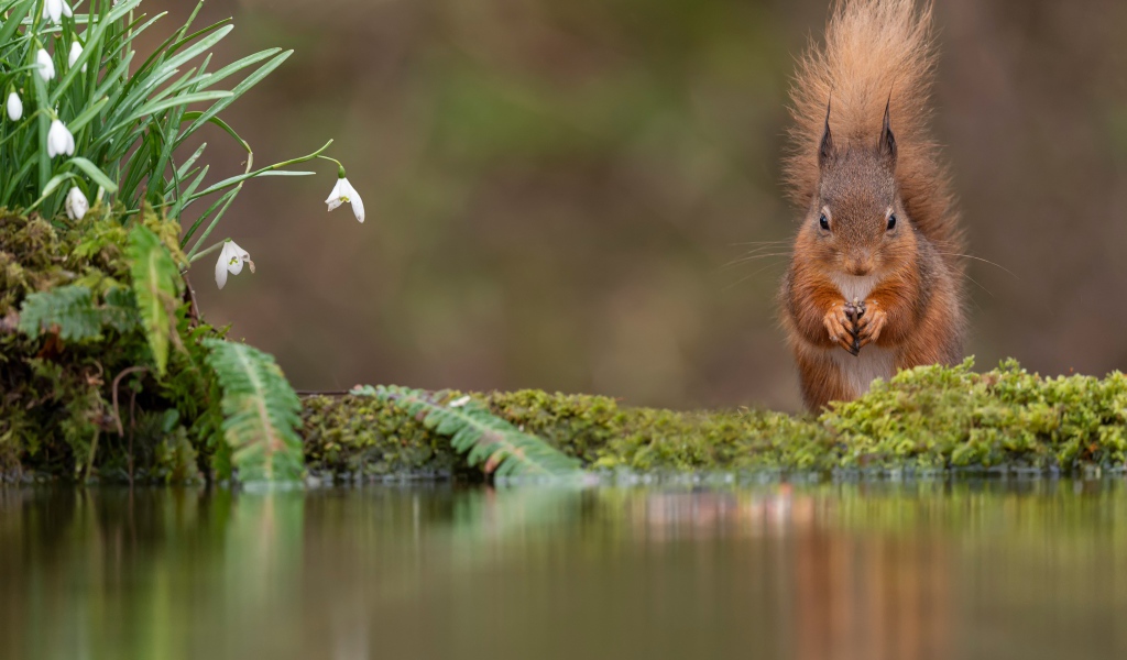 Белка с пушистым хвостом грызет орех у воды