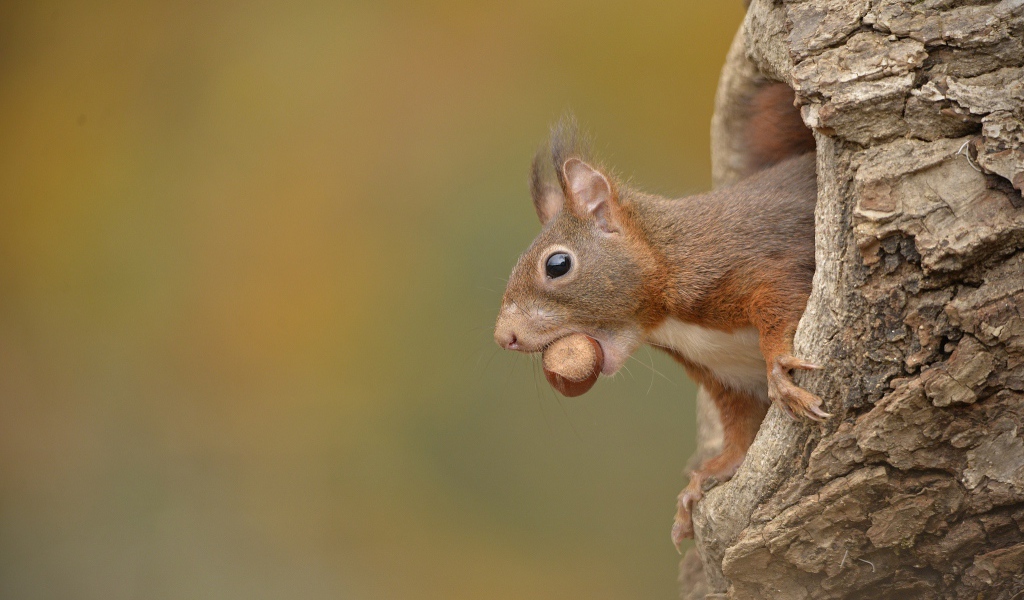 Белка с лесным орехом в зубах сидит в дупле 
