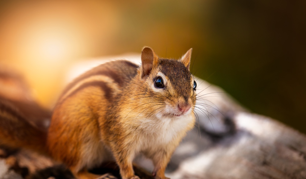 Красивый бурундук сидит на сухом дереве 