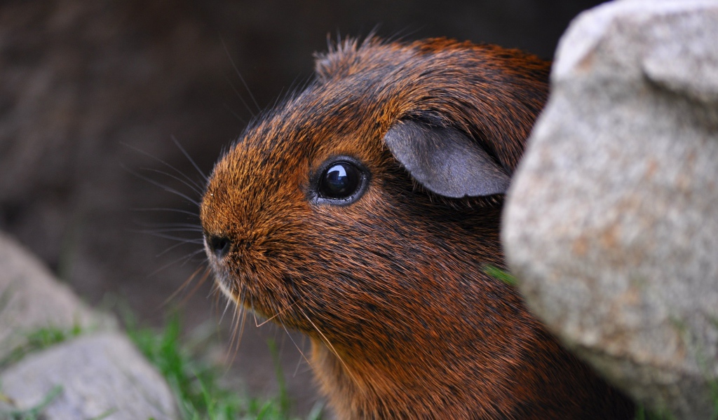 Коричневая морская свинка сидит в камнях