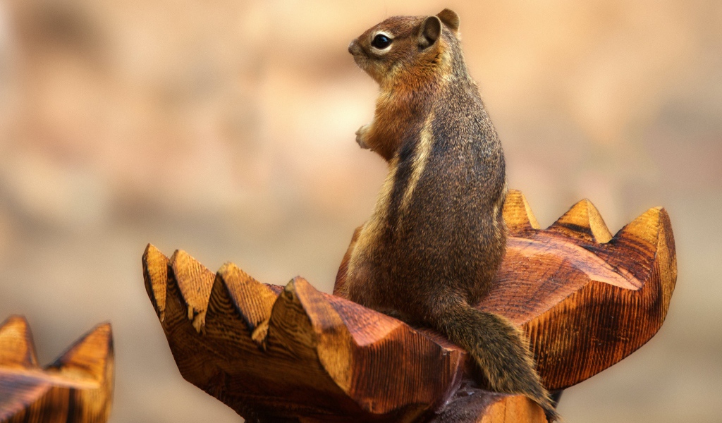 Бурундук сидит на деревянной скульптуре 