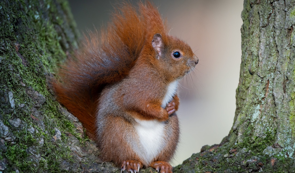 Милая пушистая рыжая белка сидит на дереве 