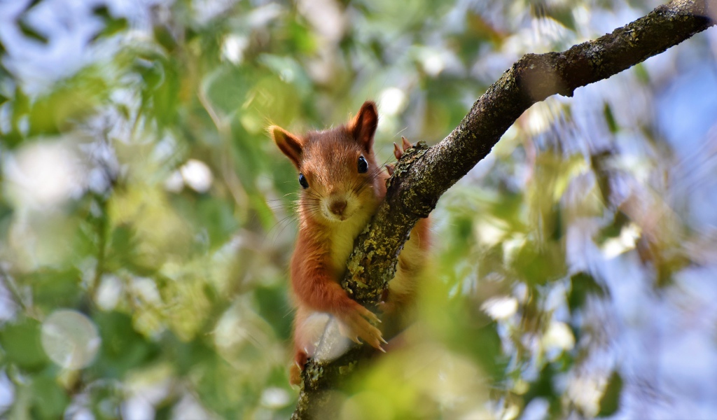 Милая рыжая белка сидит на ветке 