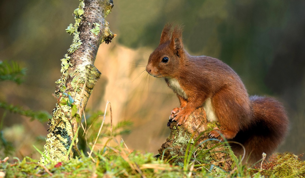 Милая рыжая белка сидит на покрытой мхом коряге 