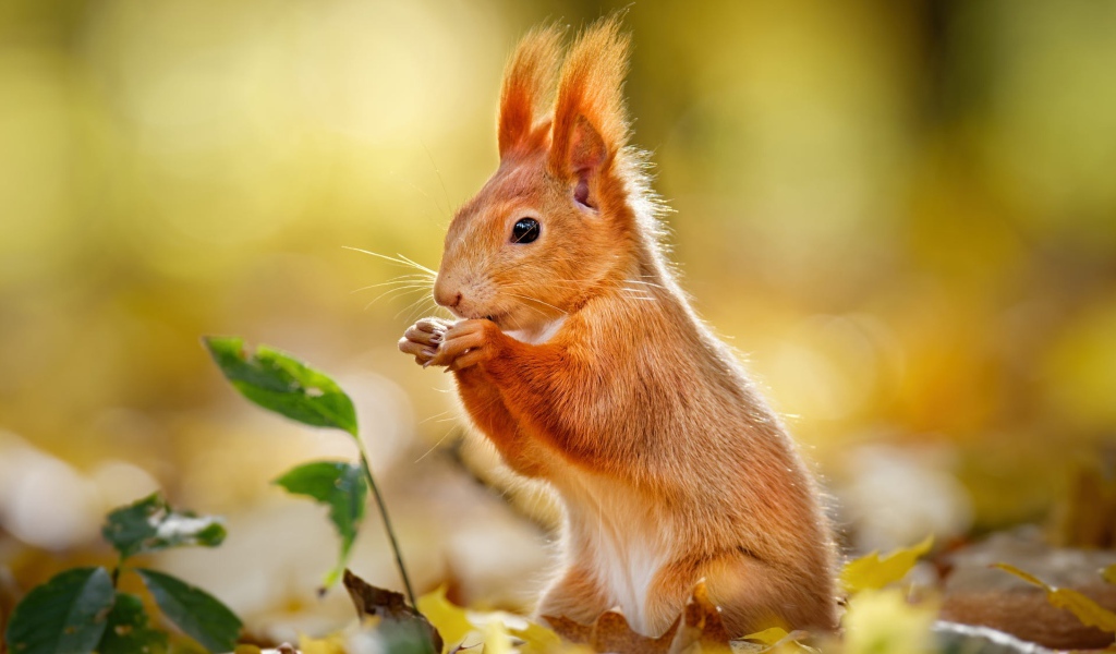 Милая рыжая белка сидит на желтых листьях 