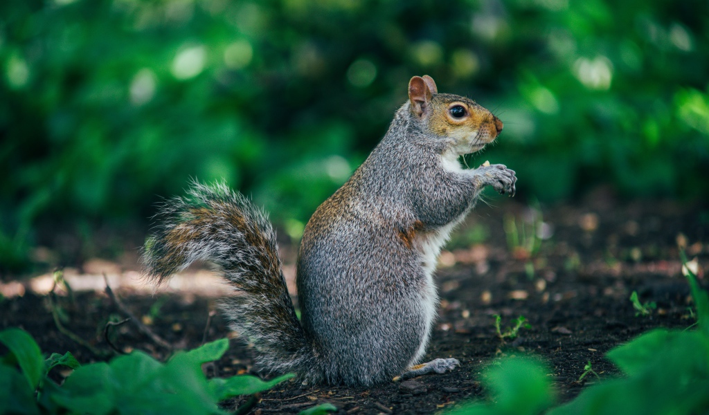 Пушистая серая белка на земле 