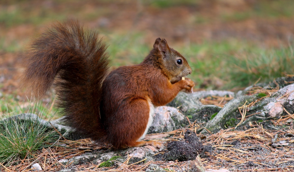 Рыжая белка с пушистым хвостом