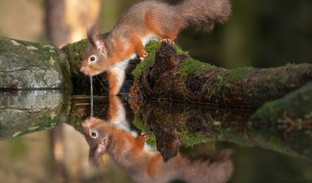 Пушистая рыжая белка пьет воду 